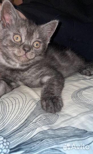 Британские котята