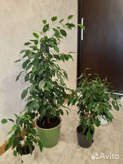 Фикус Бенджамина