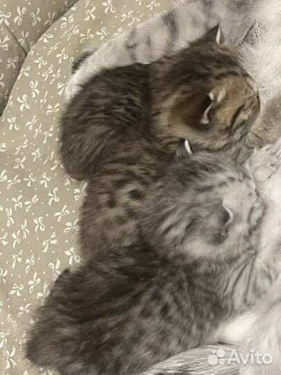 Шотландские котята