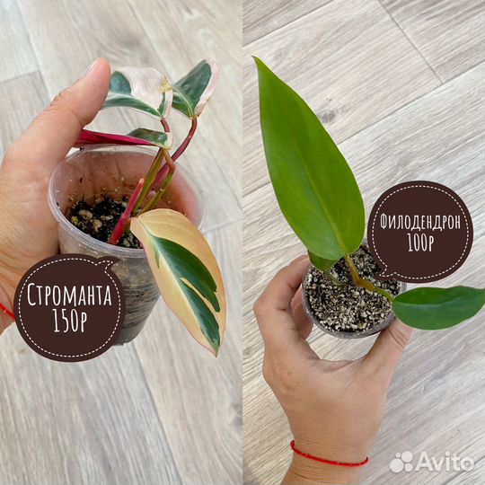 Комнатные растения обновление