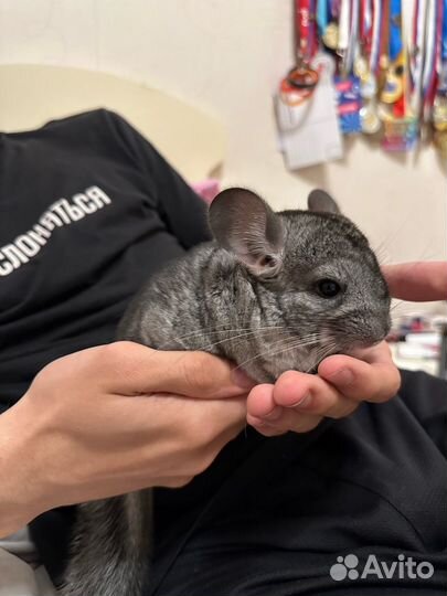 Шиншилла девочка 2 месяца