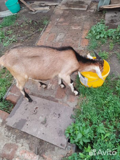 Молочные продукты. Козочки и козлик