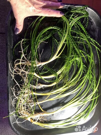 Растения для аквариума