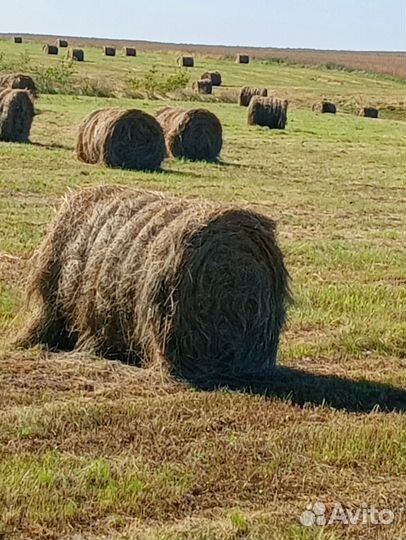 Продам сено в рулонах