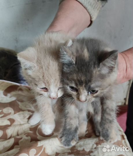 Котята в добрые руки