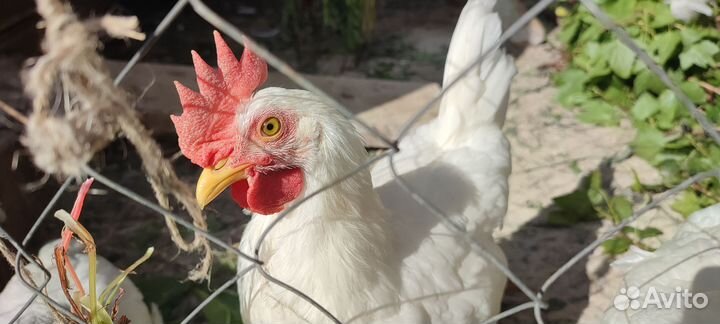 Петушки леггорн