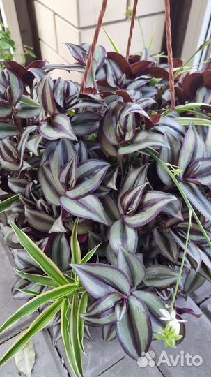 Традесканция зебрина