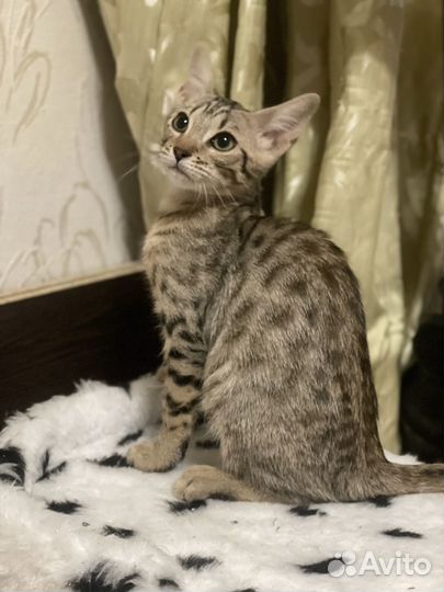 Саванна