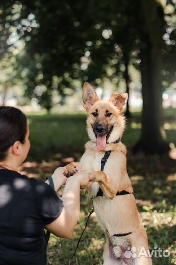 Щенок в добрые руки