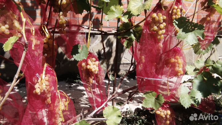 Виноград, саженцы