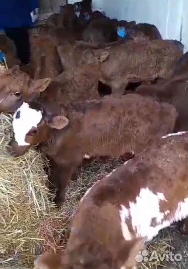 Бычки на откорм