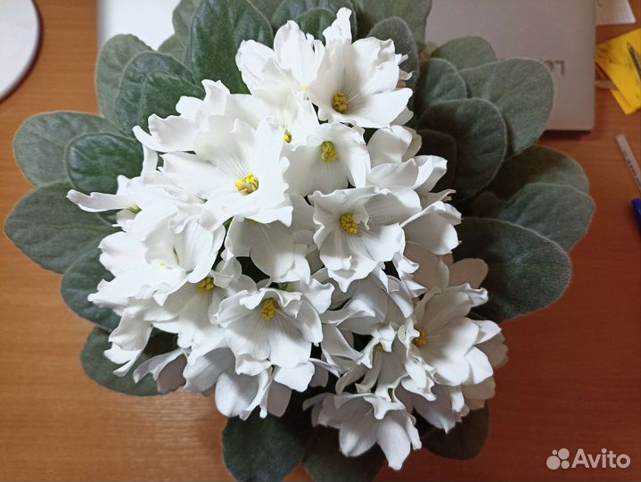 Комнатные цветы, Фиалка