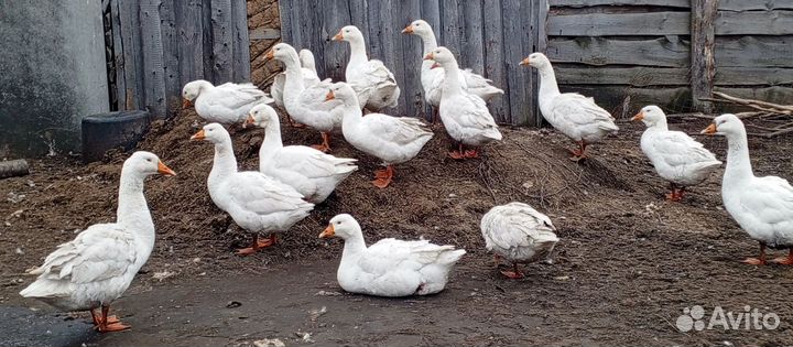 Гуси