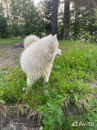 Отдам в хорошие руки собаку