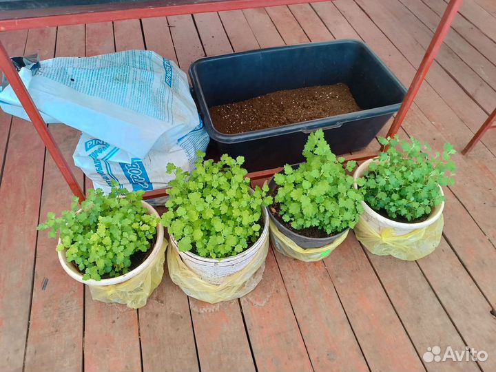 Хризантемы мультифлора маточник