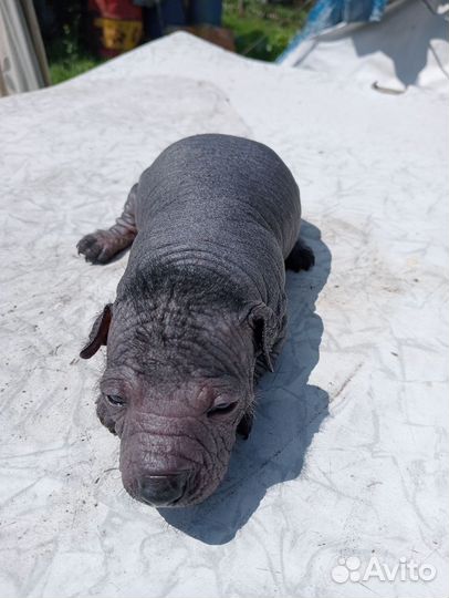 Чудо собачки щенки ксоло девочка и мальчик