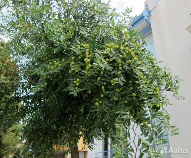 Саженцы китайского финика (унаби, зизифус)