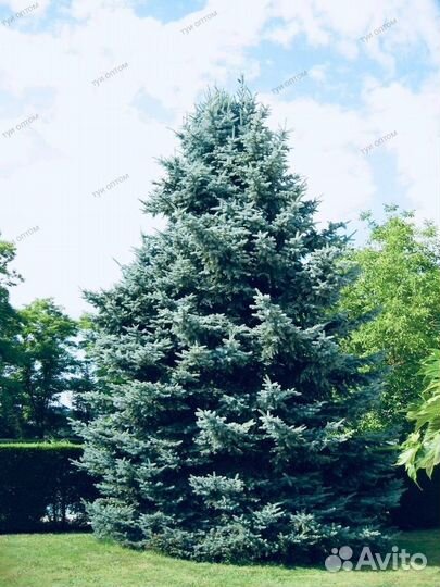 Ель голубая