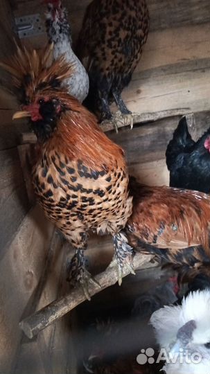 Молодые петушки