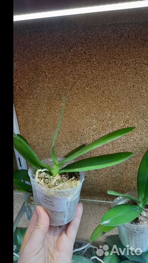 Орхидея Phal. Hatuyuki