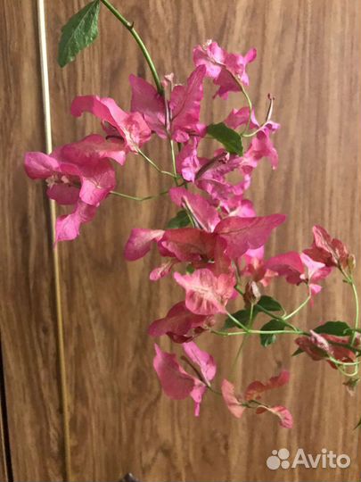 Бугенвиллия