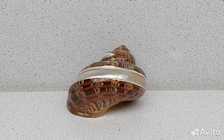 Турбо Петхолатус с полосой 7,1 морская ракушка