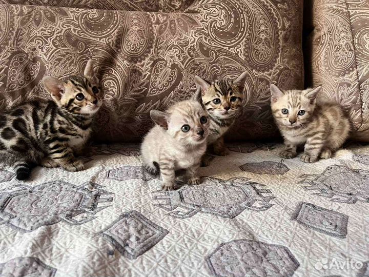 Бенгальская кошка