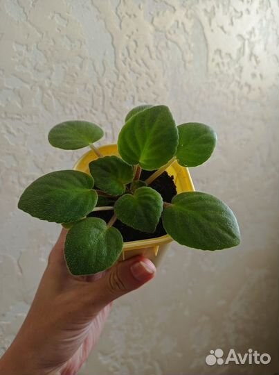 Комнатные цветы фиалки