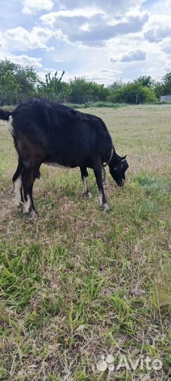 Коза ламанча