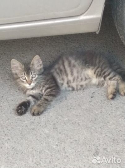 Комочек счастья ищет дом