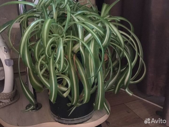 Хлорофитум кудрявый красавец