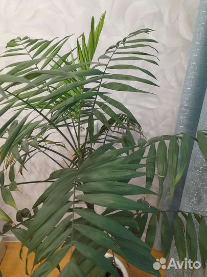 Комнатные цветы пальма