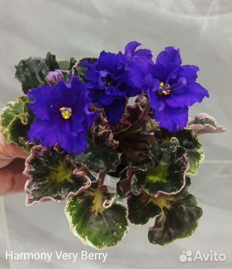 Фиалка Harmony Very Berry - детки