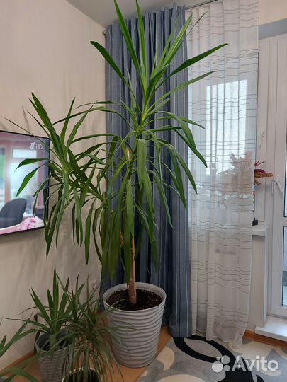 Пальма юкка