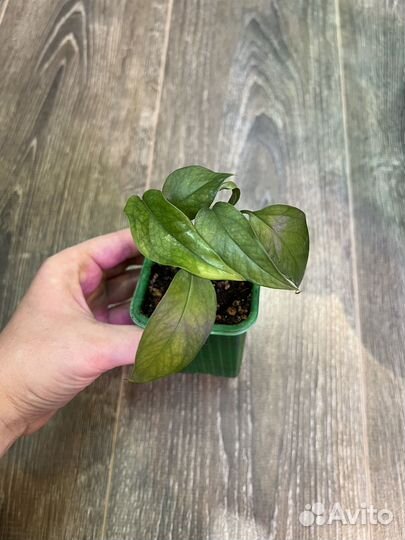 Комнатные растения