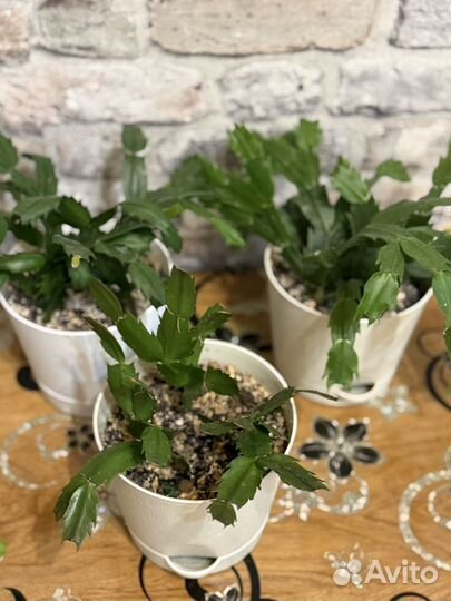 Декабристы