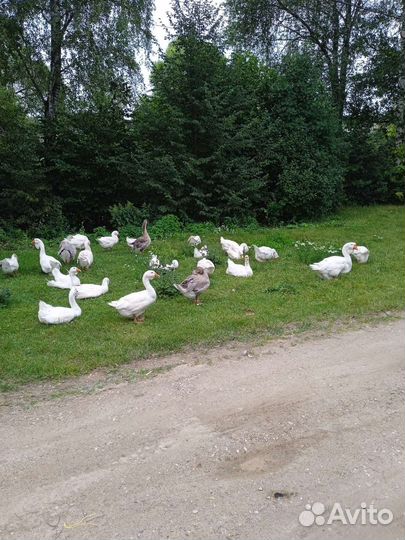 Холмогорские гуси