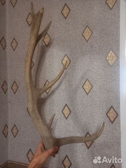 Продам рога оленя