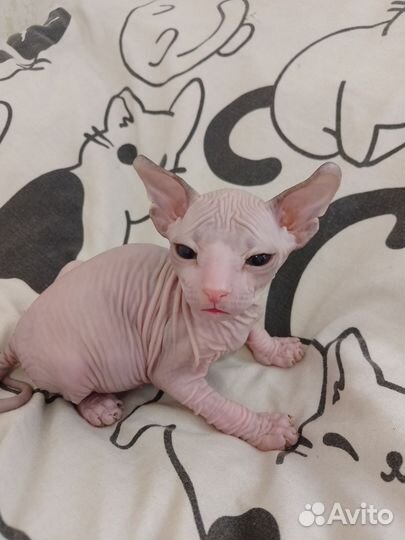 Котята сфинкс эльф