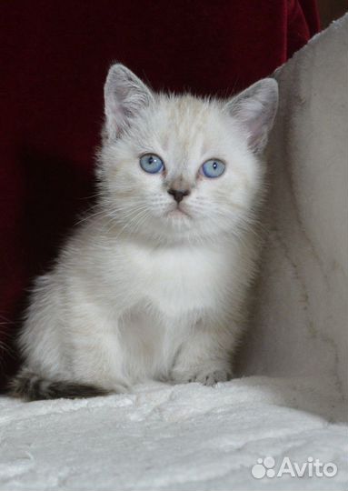 Шотландская колорная