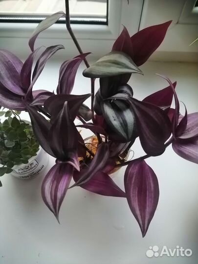 Традесканция зебрина