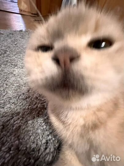 Шотландская вислоухая кошка бесплатно