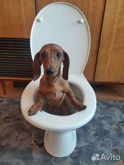 Передержка собачек и котов (кошек)