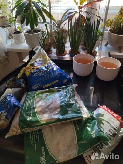 Уход за комнатными растениями