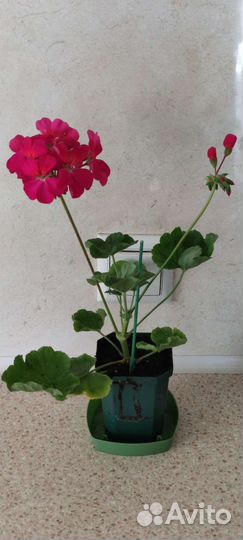 Калатея шафранная. Пеларгония герань