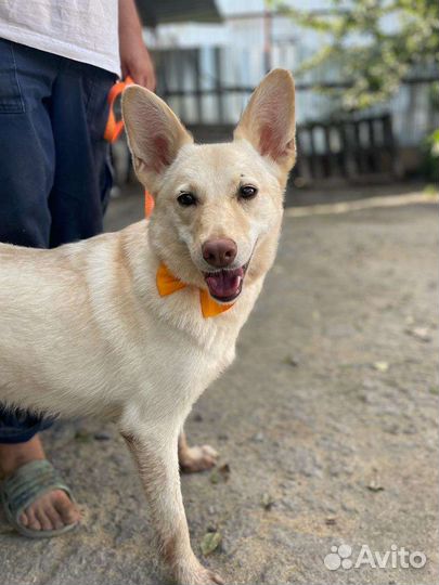 Собака в добрые руки из отлова