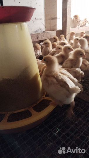 Цыплята.Курочки