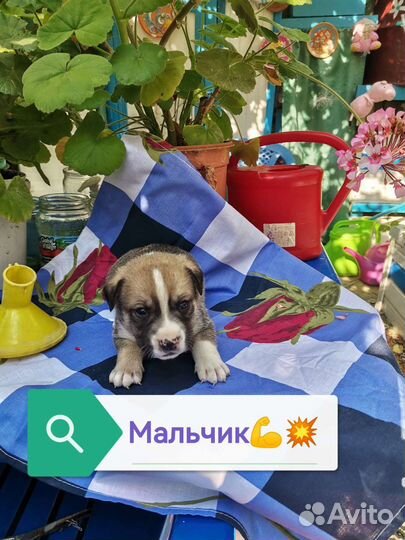 Щенки метисы в добрые руки