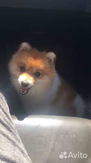 Шпиц вязка мальчик