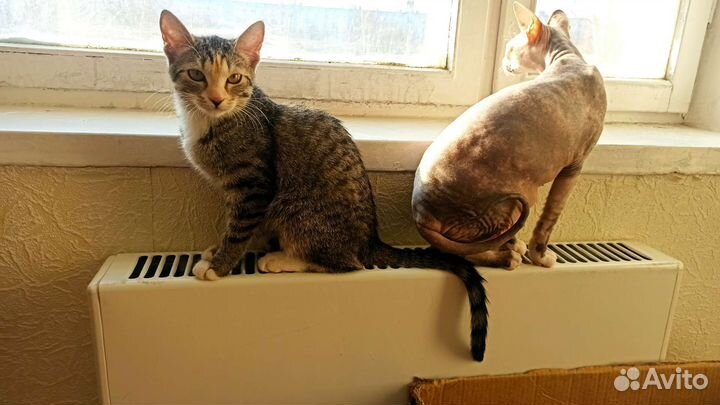 Кошка в дар